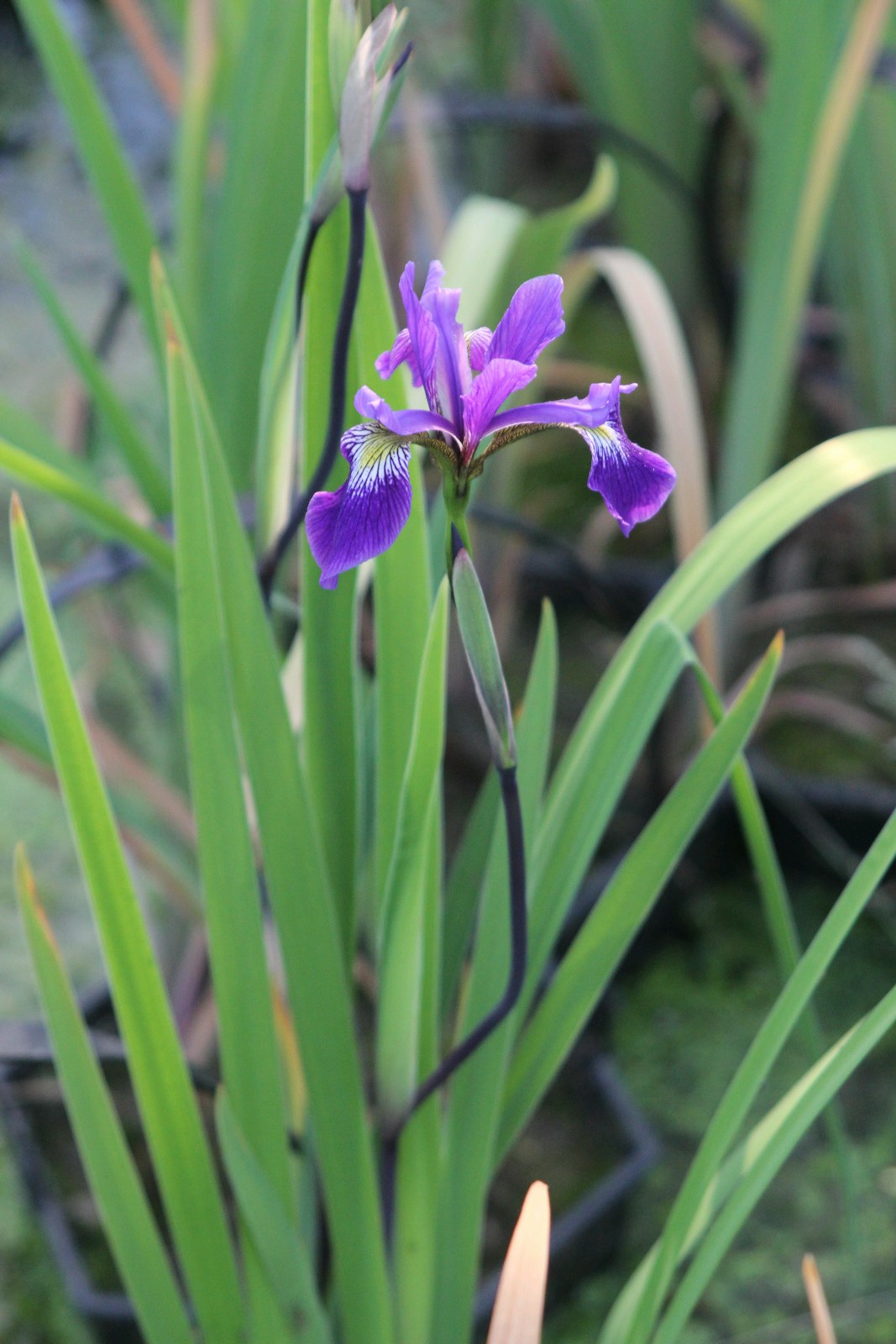 Iris robusta 'Gerald Darby' 9cm