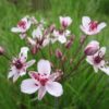 Butomus umbellatus Flowering rush 9cm