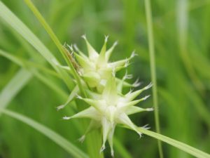 Carex grayi Mace sedge 9cm