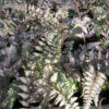 Athyrium niponicum Metallicum Japanese painted fern 9 cm