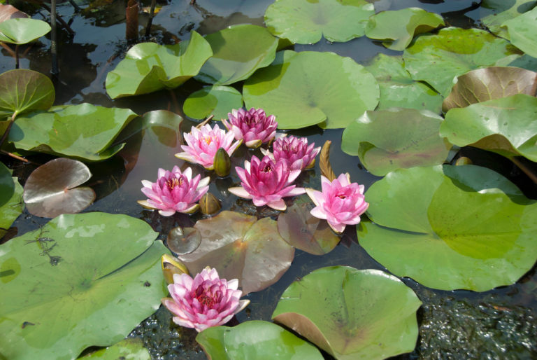 Nymphaea Almost Black Water Lily - Artisan Aquatics