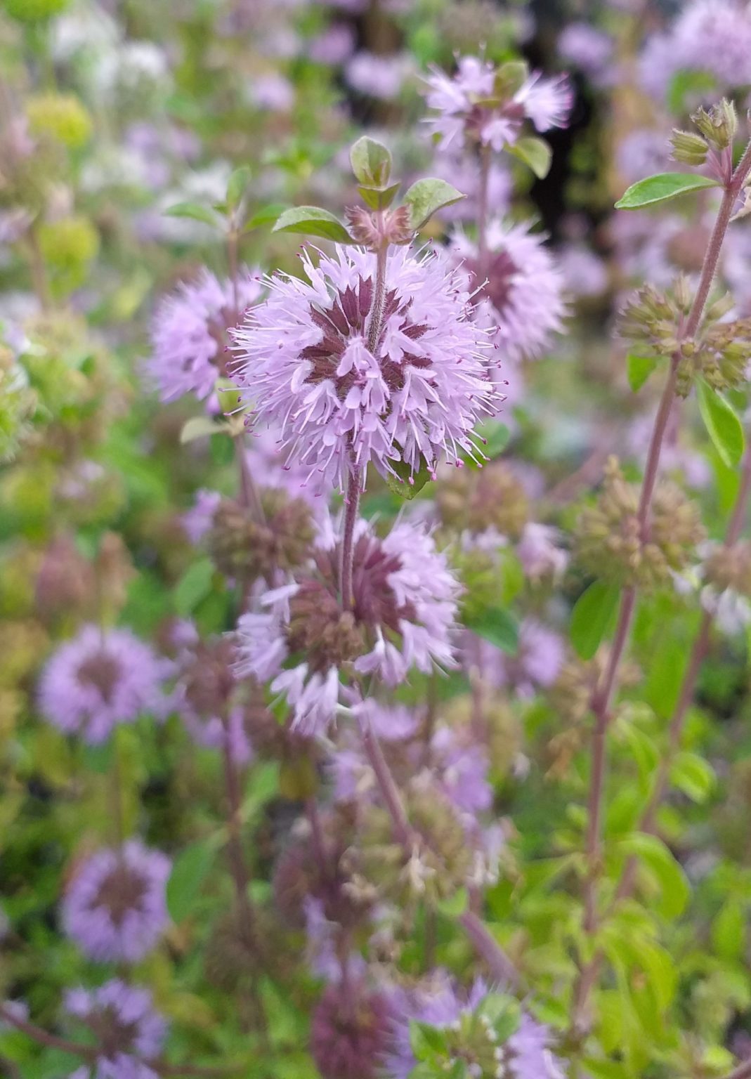 Mentha pulegium Pennyroyal Pudding grass Artisan Aquatics