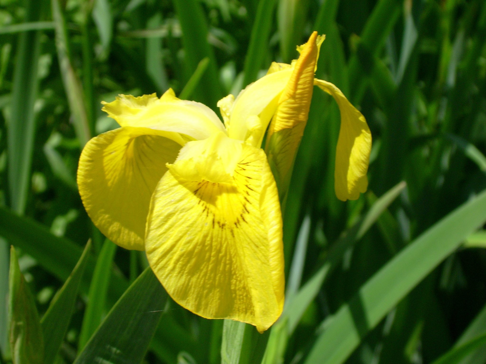 Iris pseudacorus Yellow flag Artisan Aquatics