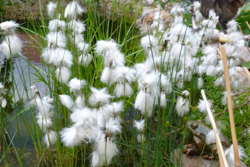 Eriophorum angustifolium Cotton grass, Bog cotton, Scirpus