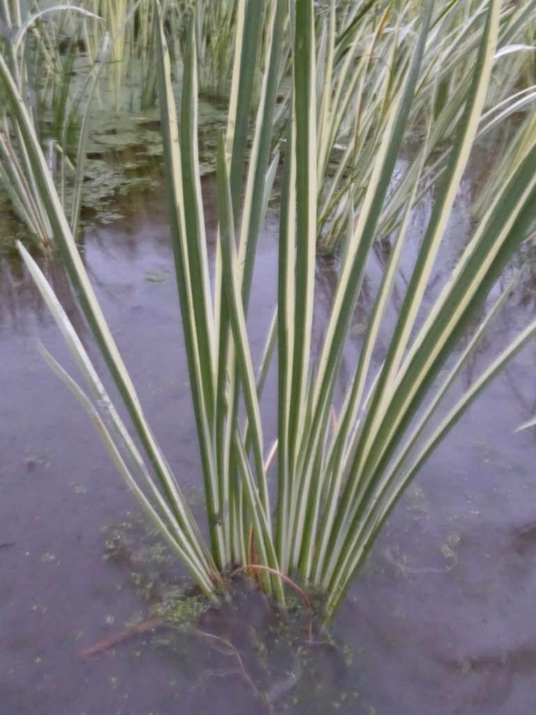 Acorus calamus variegatus Variegated Sweet Flag Artisan Aquatics