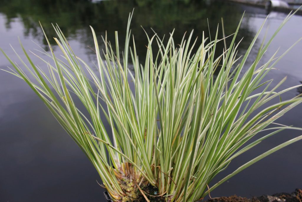 Acorus Gramineus Variegatus Variegated Slender Sweet Flag Artisan Aquatics