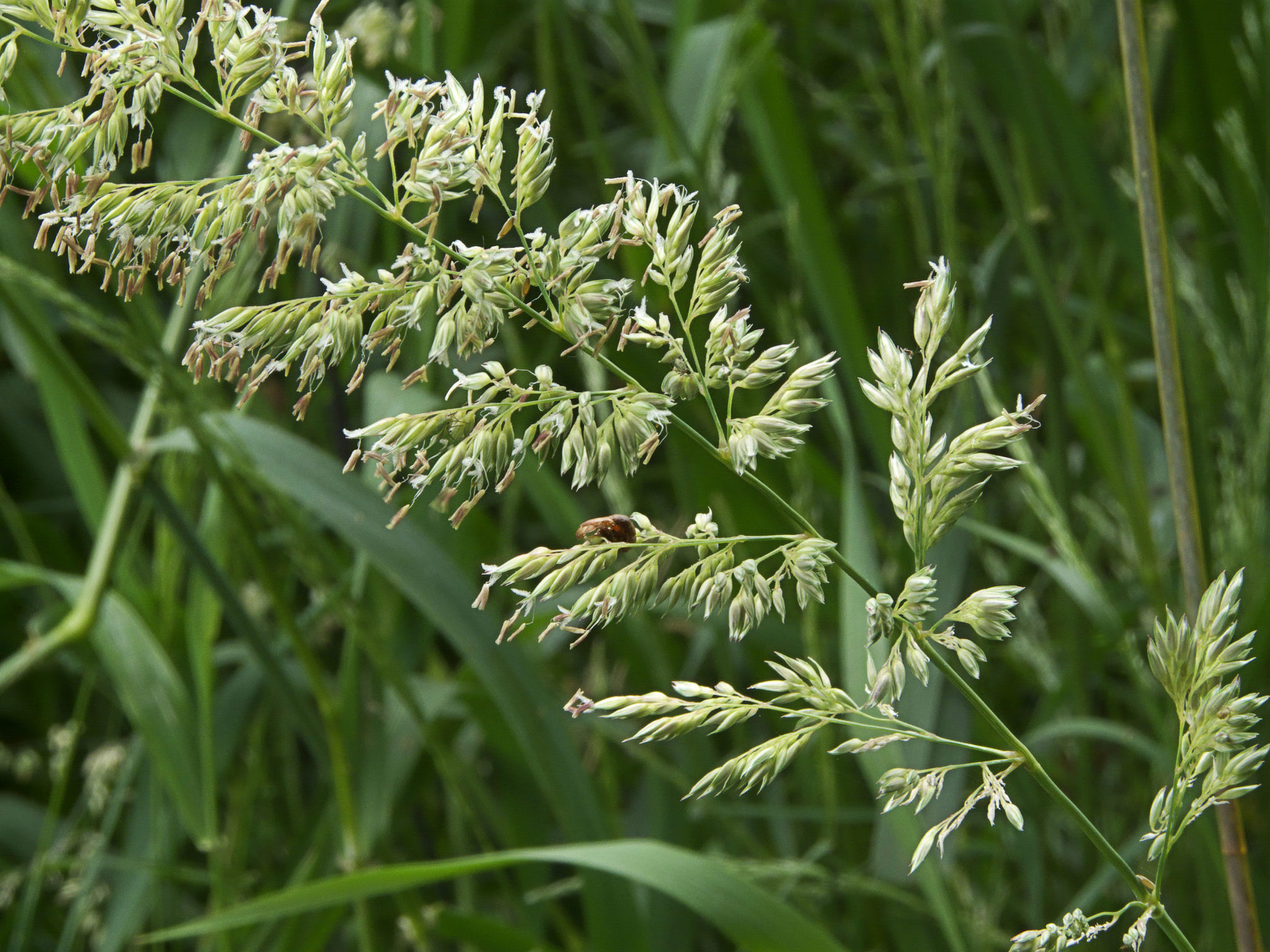 Phalaris arundinacea Reed canary grass - Artisan Aquatics