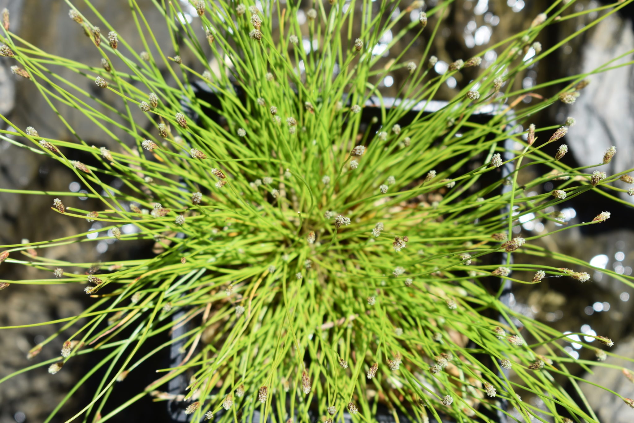Scirpus cernuus Fibre optic plant Artisan Aquatics