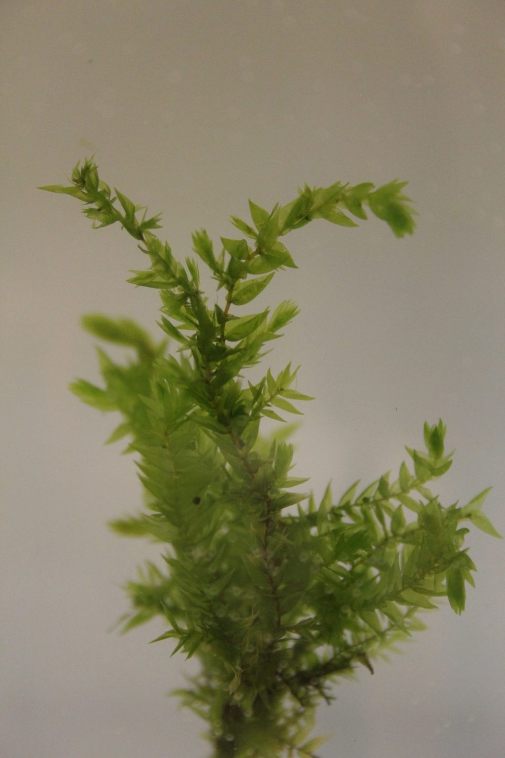 Fontinalis Antipyretica Willow Moss - Artisan Aquatics