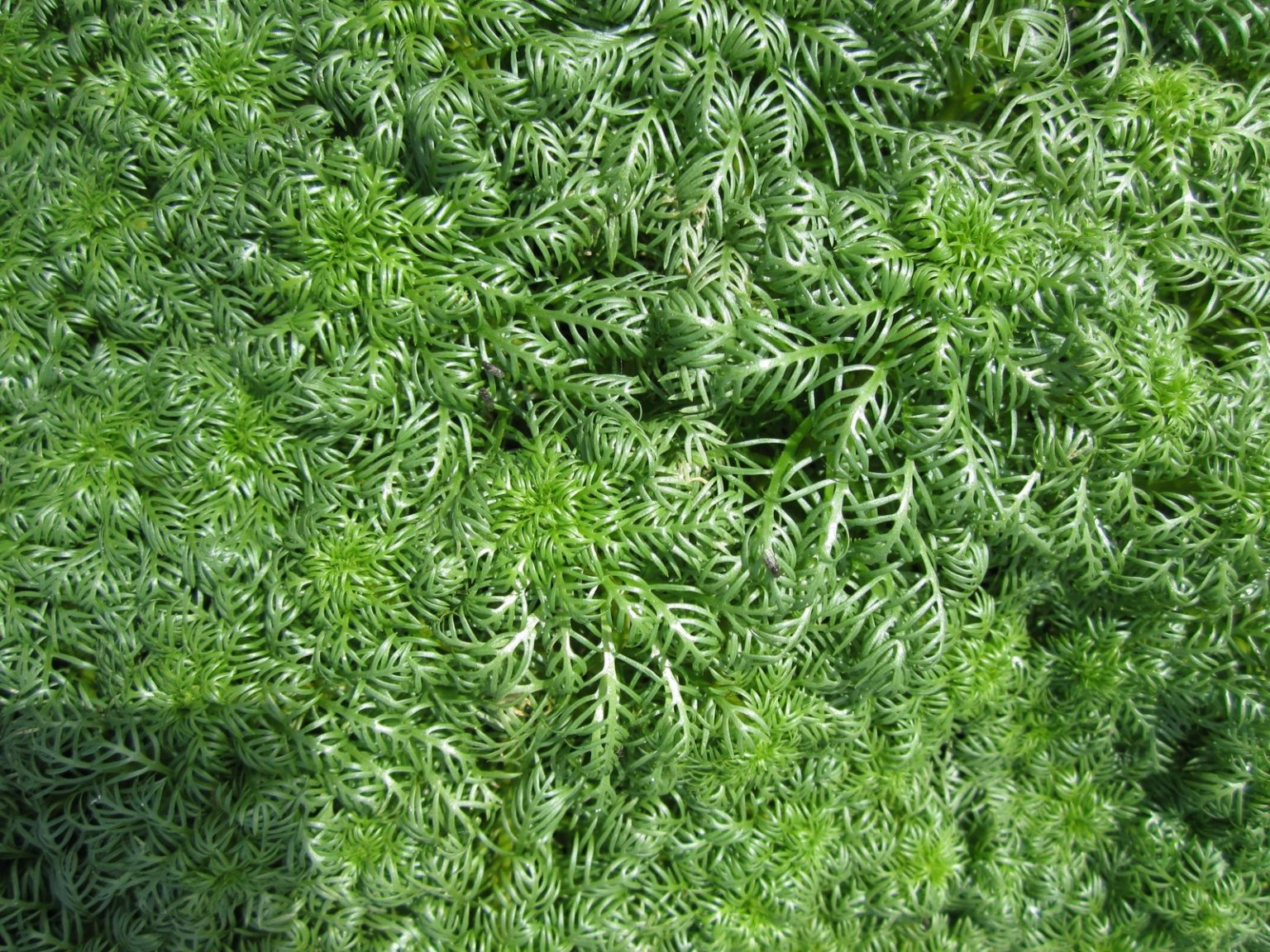 Best Oxygenating Pond Plants UK Artisan Aquatics