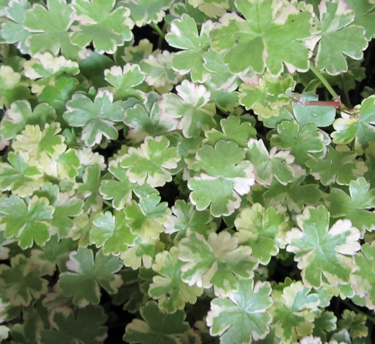 Best Oxygenating Pond Plants UK Artisan Aquatics