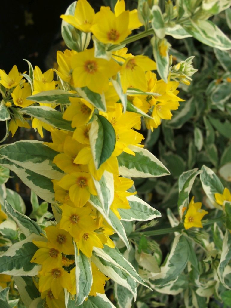 Lysimachia punctata 'Alexander' Golden candles Artisan Aquatics