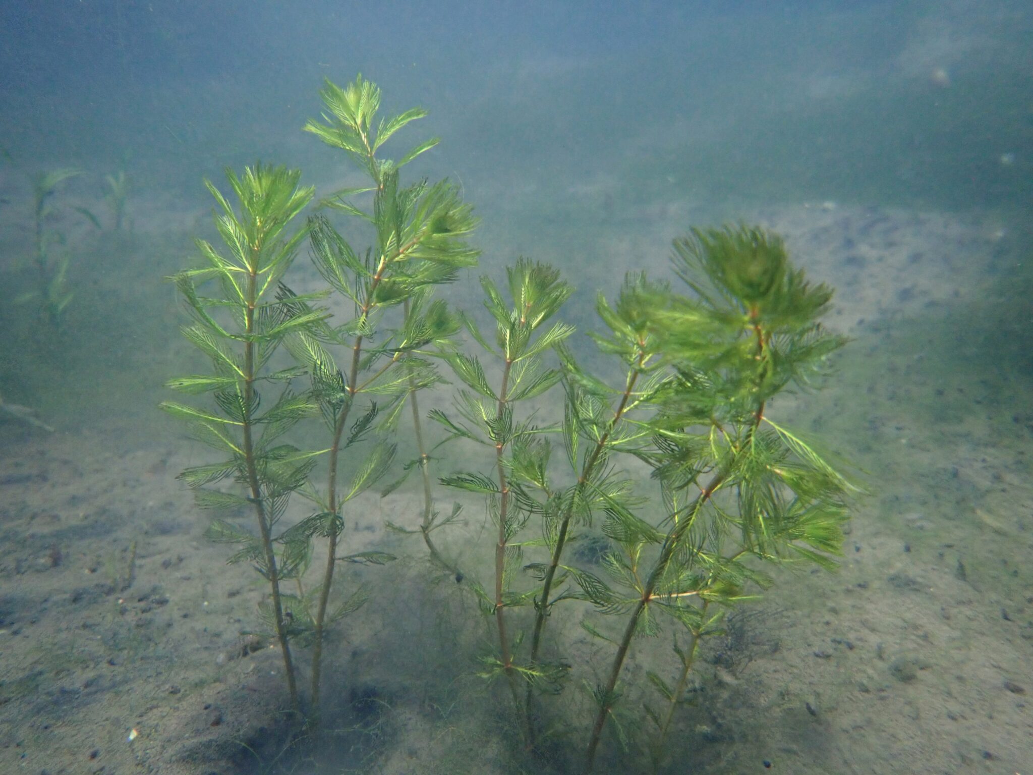 Myriophyllum Spicatum Spiked Water Milfoil - Artisan Aquatics