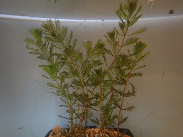 Myriophyllum Spicatum 'Spiked Water Milfoil' - Artisan Aquatics