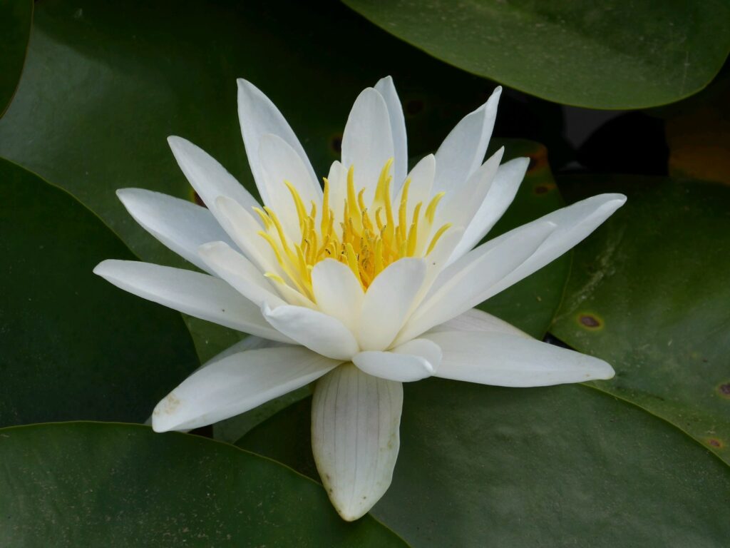 Nymphaea Alba White water lily - Artisan Aquatics