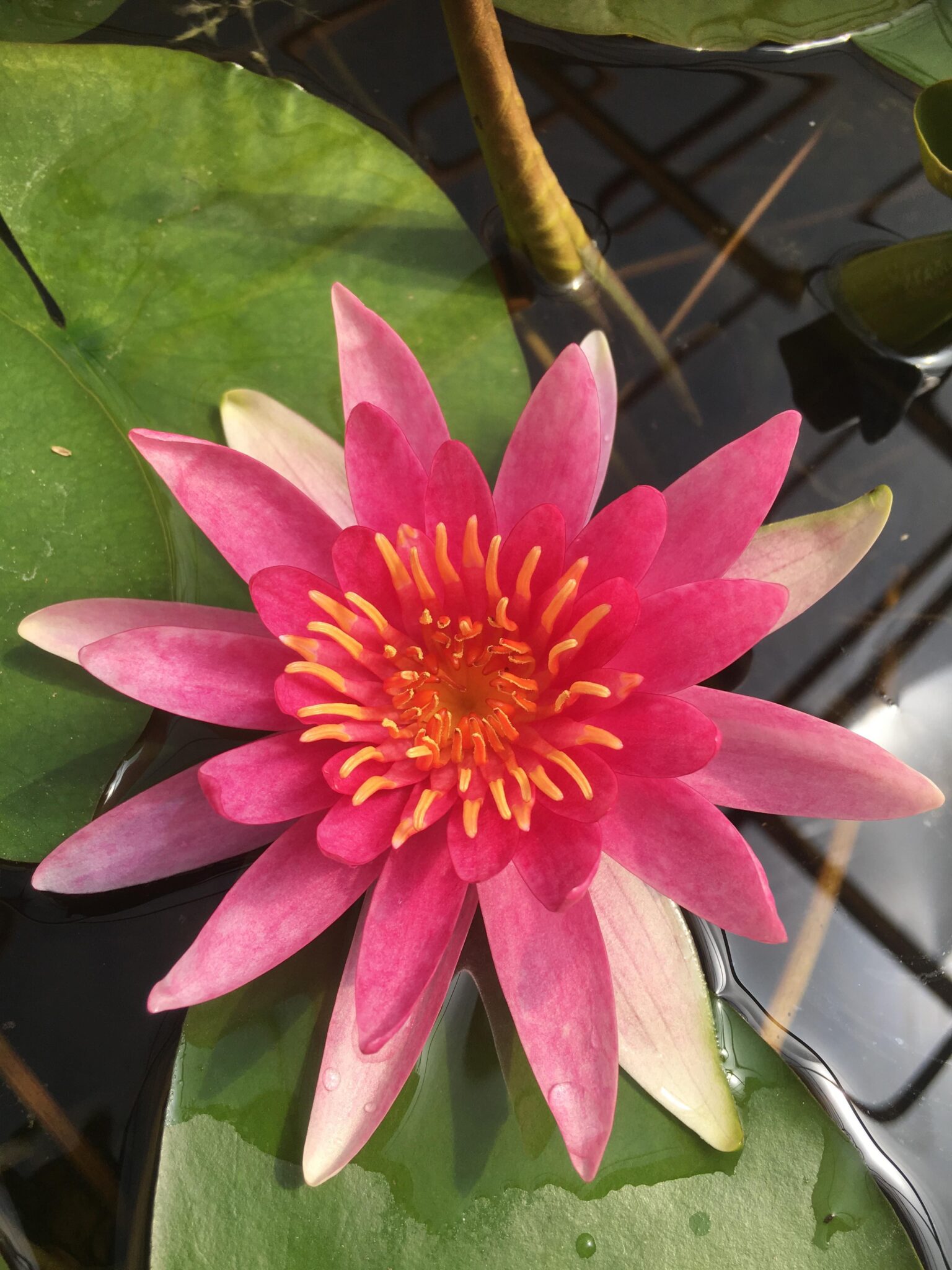 Nymphaea Newton Water Lily Artisan Aquatics