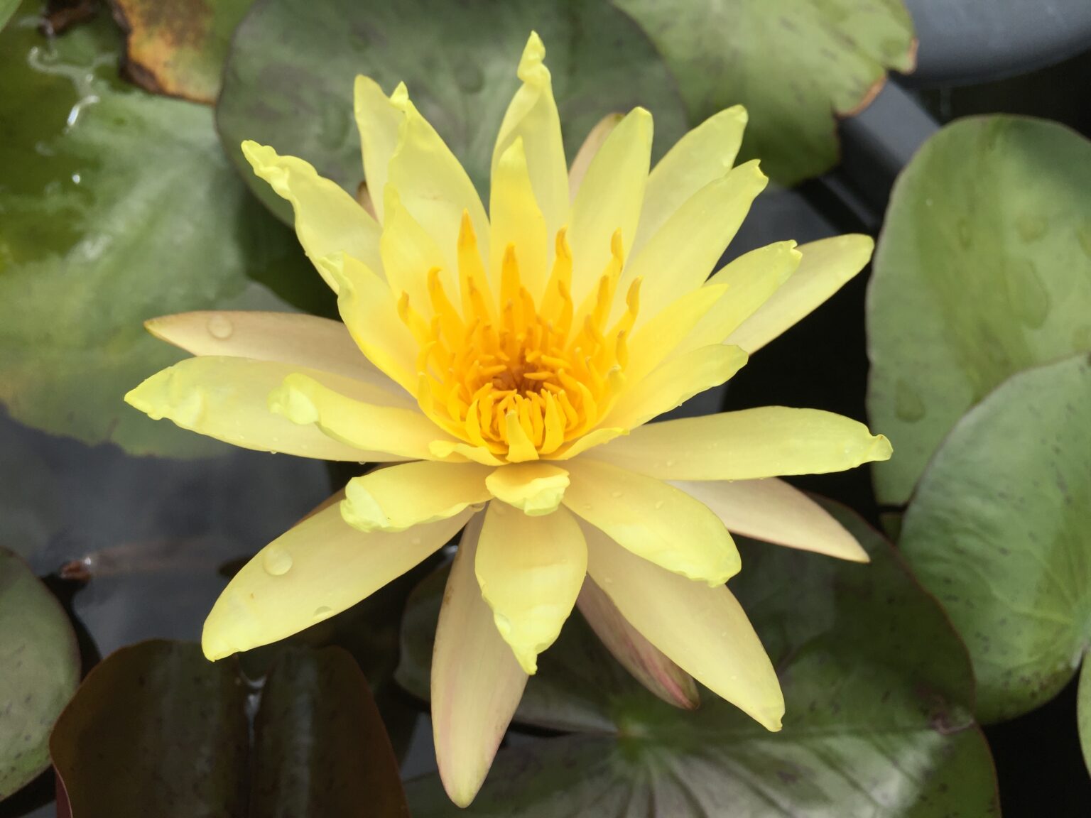 Nymphaea Yellow Bangpra Water Lily Artisan Aquatics