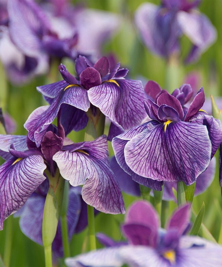 Iris Ensata 'Activity' Artisan Aquatics