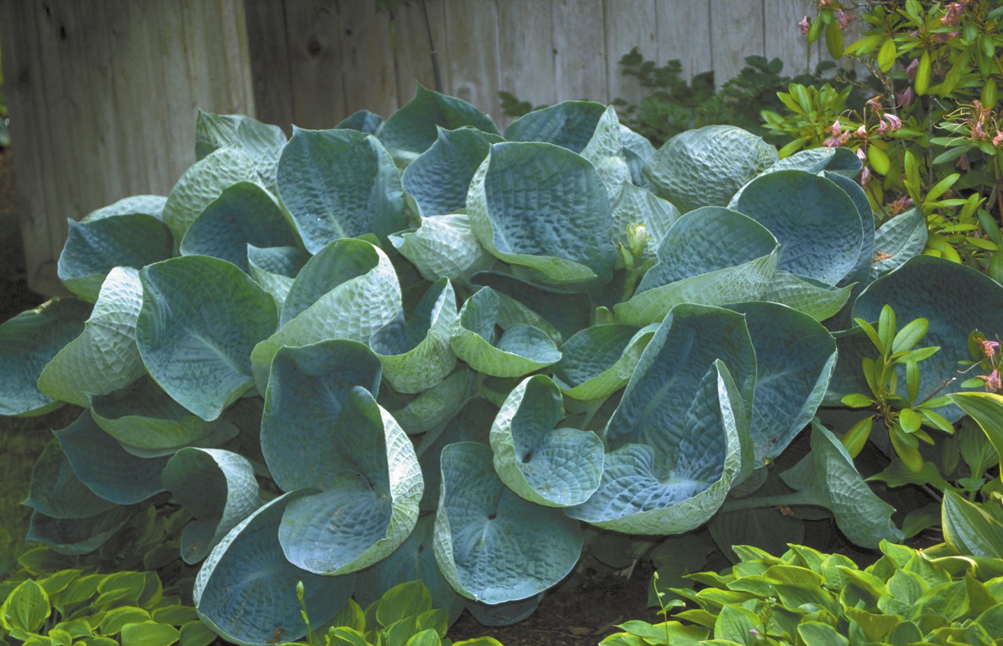 Hosta abiqua drinking gourd. Хоста гибридная 'Abiqua drinking Gourd'. Хоста гибридная Абиква дринкин гурд. Хоста гибридная (сорт 'Abiqua drinking Gourd'). Хоста "Abiqua drinking Gourd" (Hosta).