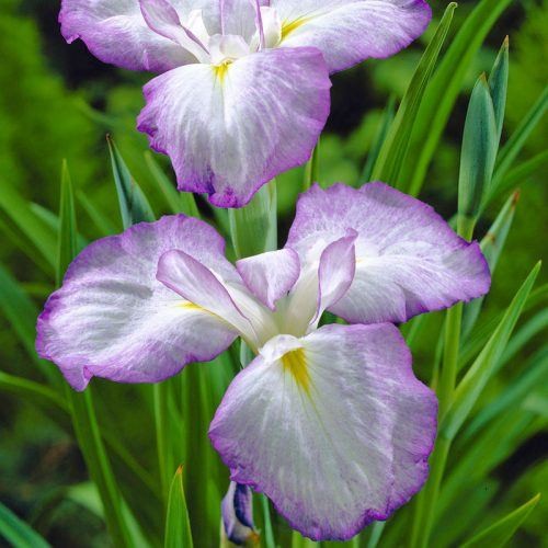 Iris ensata Gracieuse bareroot plant