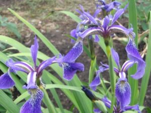 Iris Versicolor