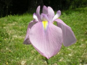 Iris for Bogs