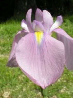Iris Ensata Darlingartisan Aquatics 300x225