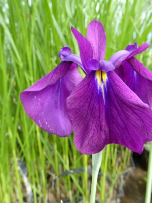 Iris ensata 'Variegata' Variegated Japanese clematis iris  9 cm